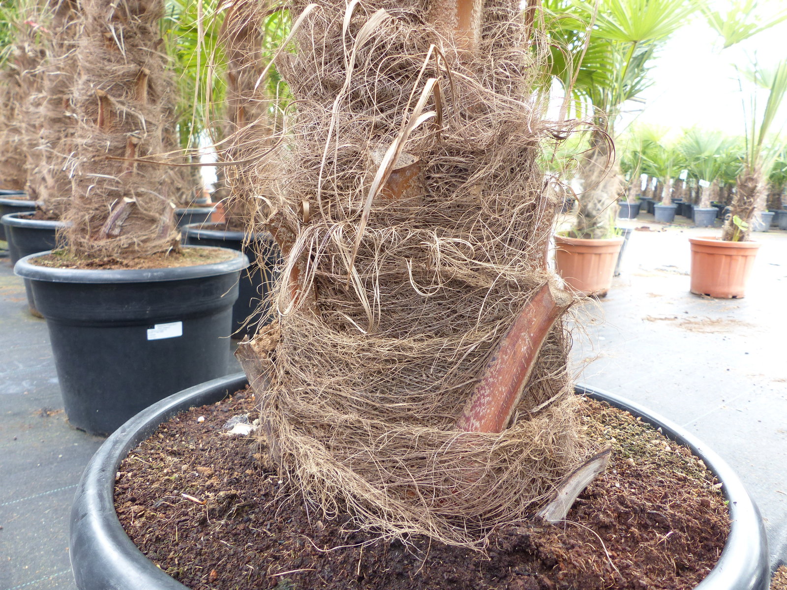 Trachycarpus fortunei, 70 - 100 cm Stamm, 210 - 250 cm Hanfpalme, winterharte Palme bis -18°C