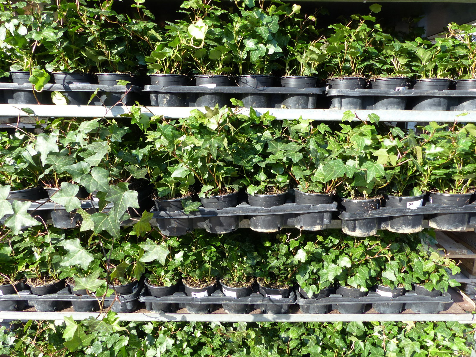 25 Stück Efeu Hedera helix 20 - 35 cm Heckenpflanze winterhart Kletterpflanze Hecke Sichtschutz blickdicht