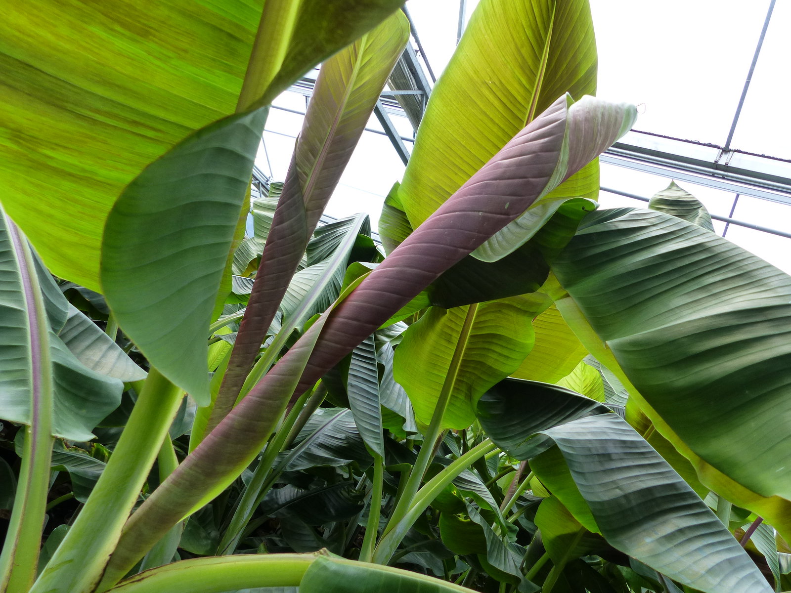 Musa Itinerans Forma India | Bananenstaude | 140 - 170 cm