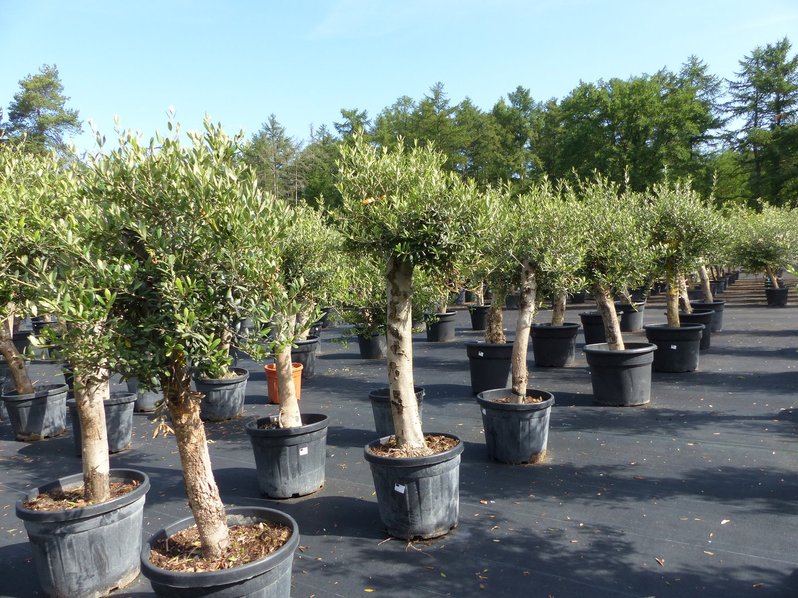 Olivenbaum Olive "Angebot" 150 - 180 cm, beste Qualität, winterhart, Olea Europaea