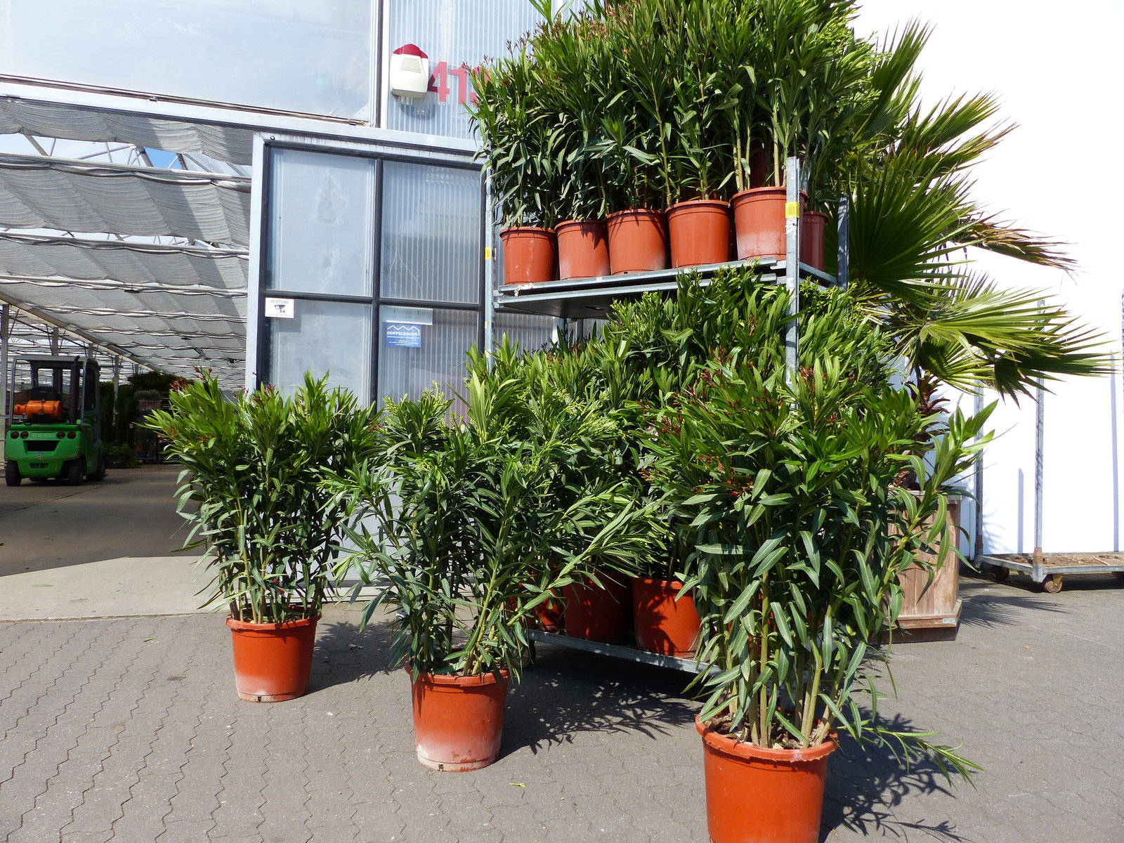 Oleander Premiumqualität 110 - 130 cm Busch Nerium Krone Ø90 cm Rosenlorbeer Premium rot, rosa oder weiß