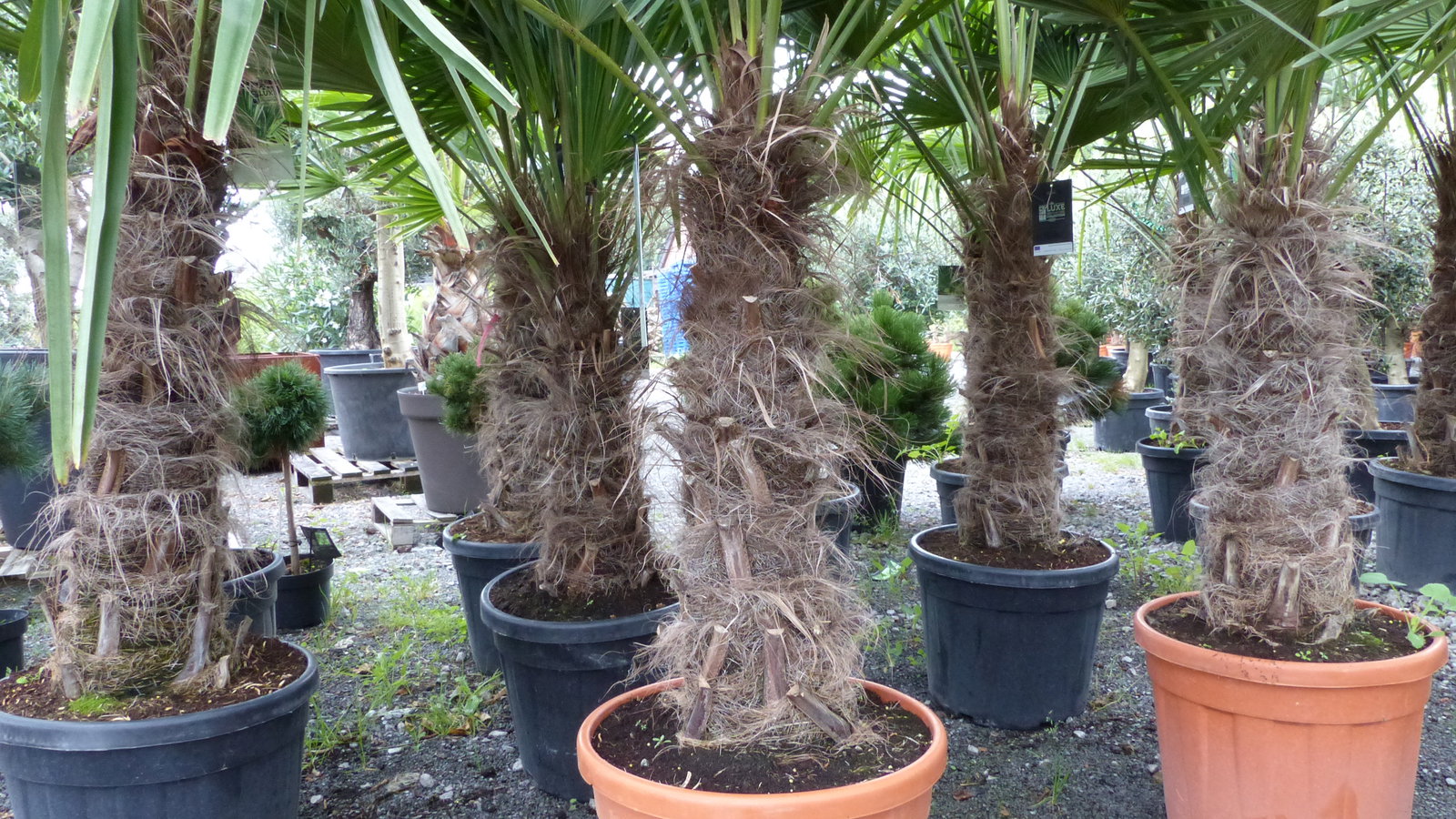 gruenwaren: XXXL 220-250 cm, Stamm 80 cm, Trachycarpus fortunei Hanfpalme, winterharte Palme bis -18°C