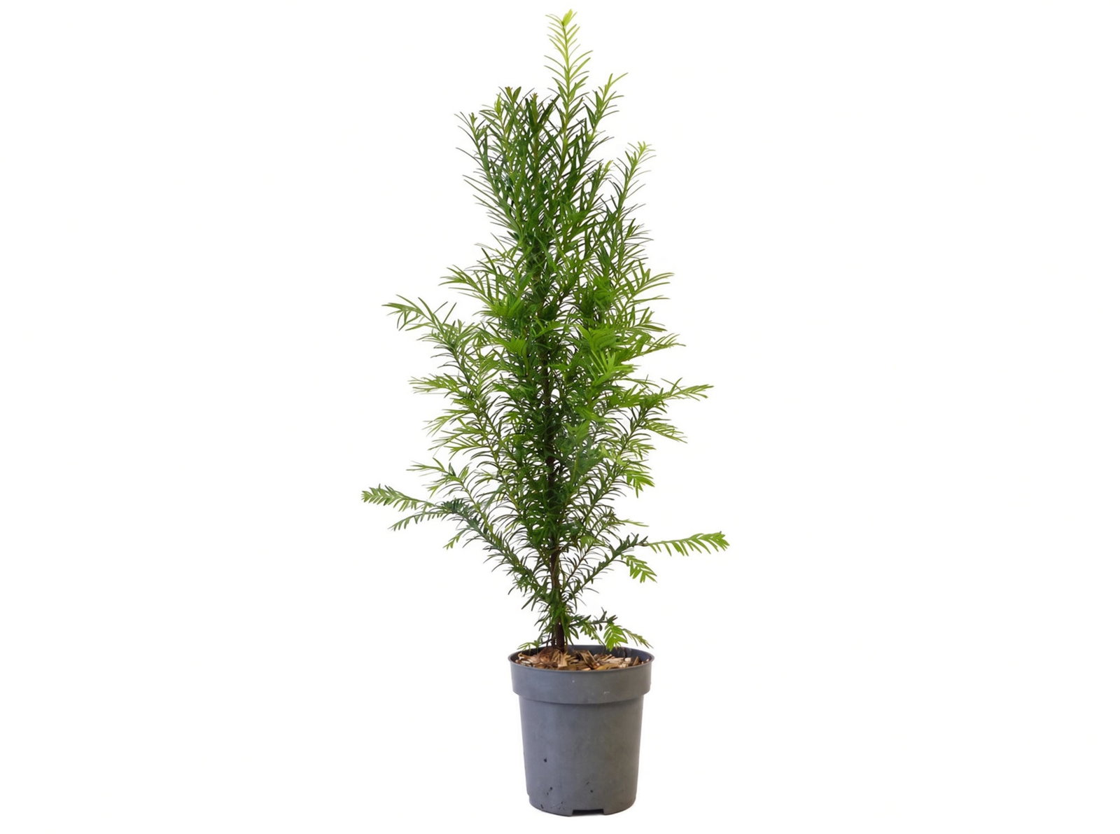 5 Stück Taxus Baccata Eibe 45 - 50 cm Hecke winterhart