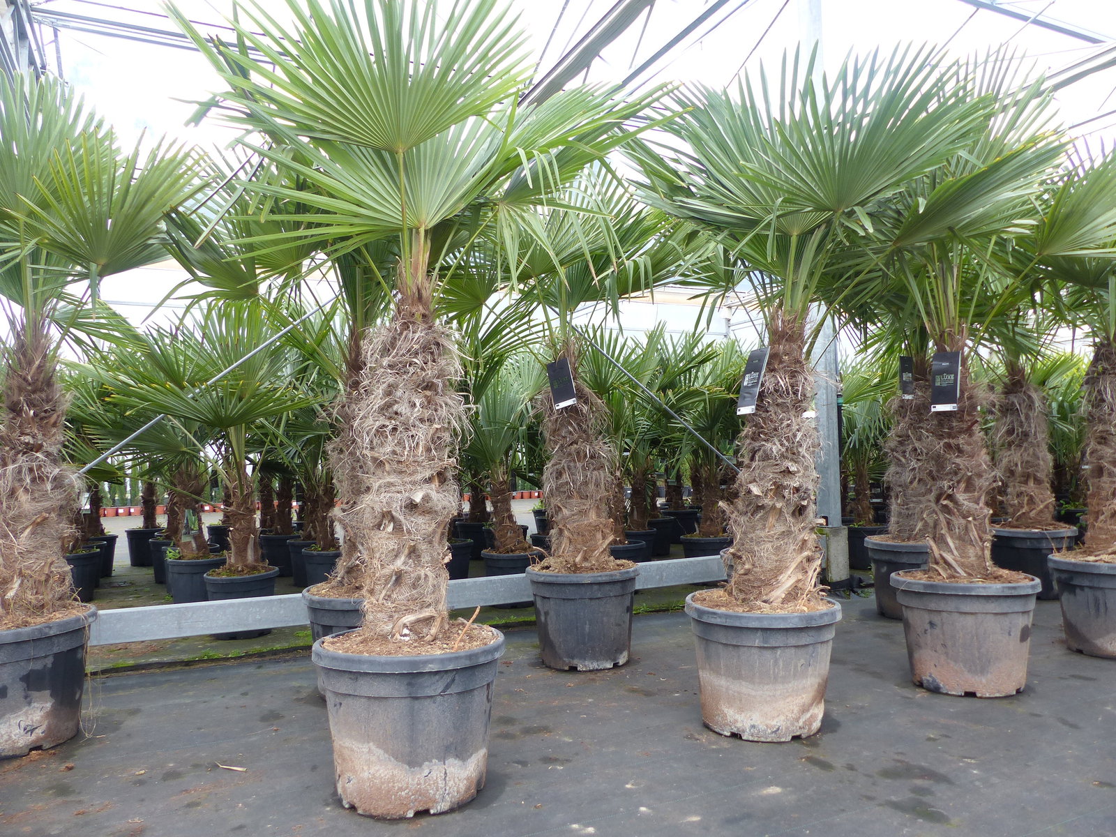 Trachycarpus fortunei dicke Stämme 220 cm Hanfpalme, winterharte Palme bis -18°C