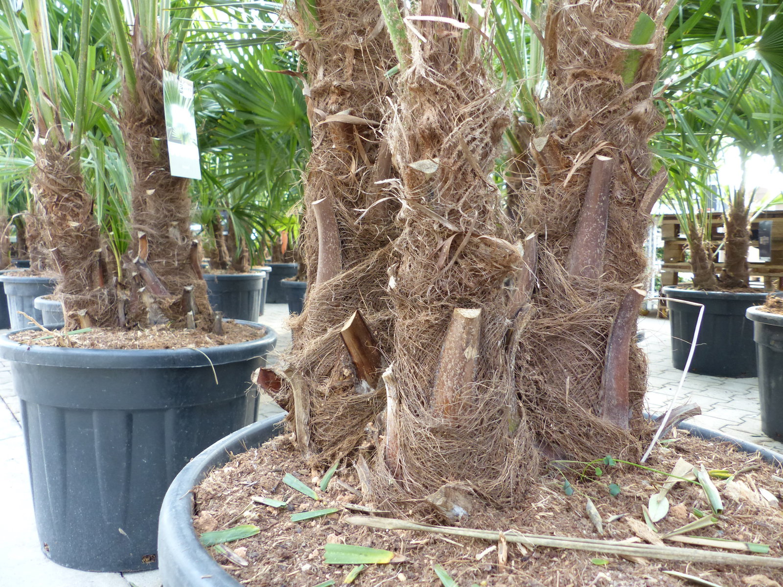 Trachycarpus Fortunei Gruppe mehrstämmig Palme, winterhart 220 - 260 cm Palmengruppe 3 - 5 Stämme