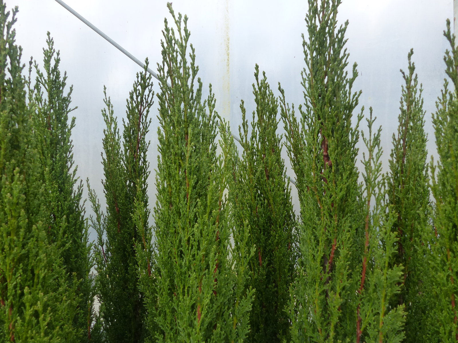 5 x Mittelmeerzypresse Cupressus Sempervirens Totem 100 - 120 cm Toskana Zypresse