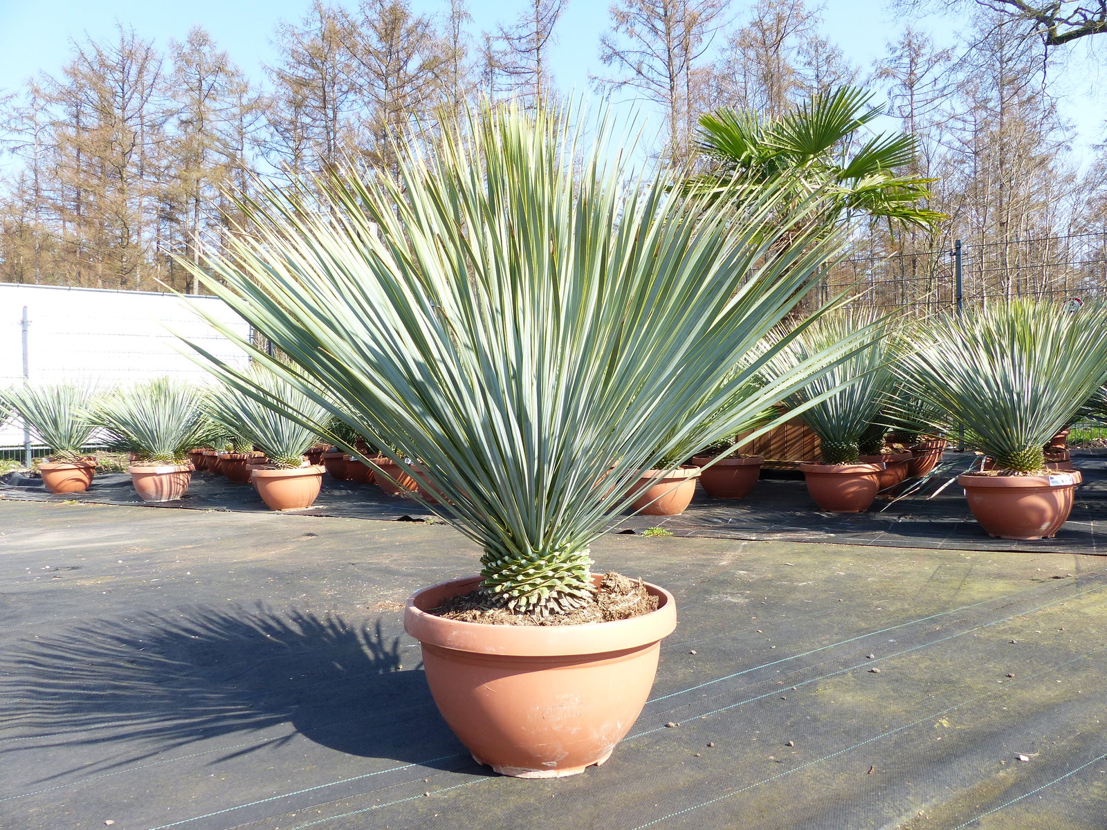 Yucca Rostrata 80 - 100 cm in Bonsai Schale | winterhart | Ø Krone 70 - 100 cm