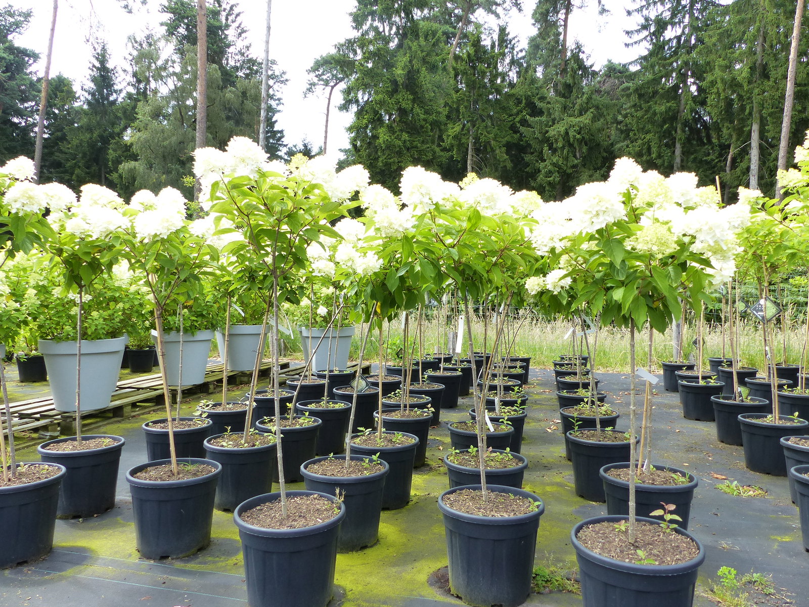 Horstensie Rispenhortensie Stamm 170 cm Hercules weiß Hydrangea Paniculata winterhart