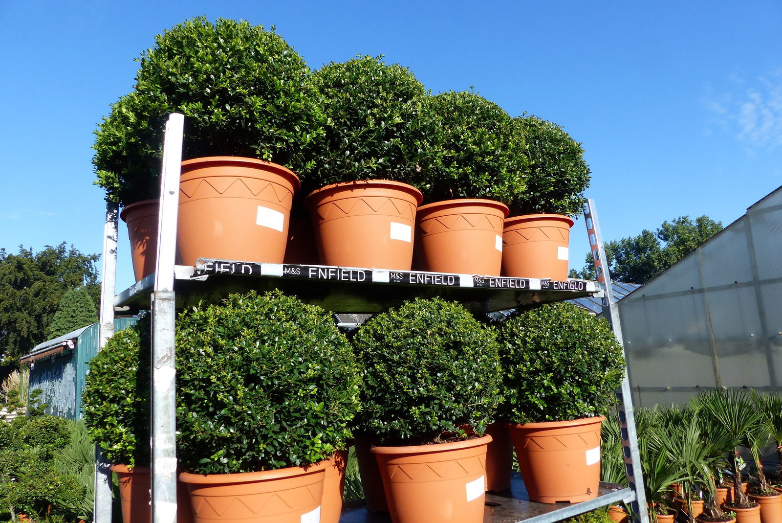2 Stück PREMIUM Ilex crenata Stokes Kugel rund Ø 40 - 45 cm Buchsbaum Ersatz winterhart + robust