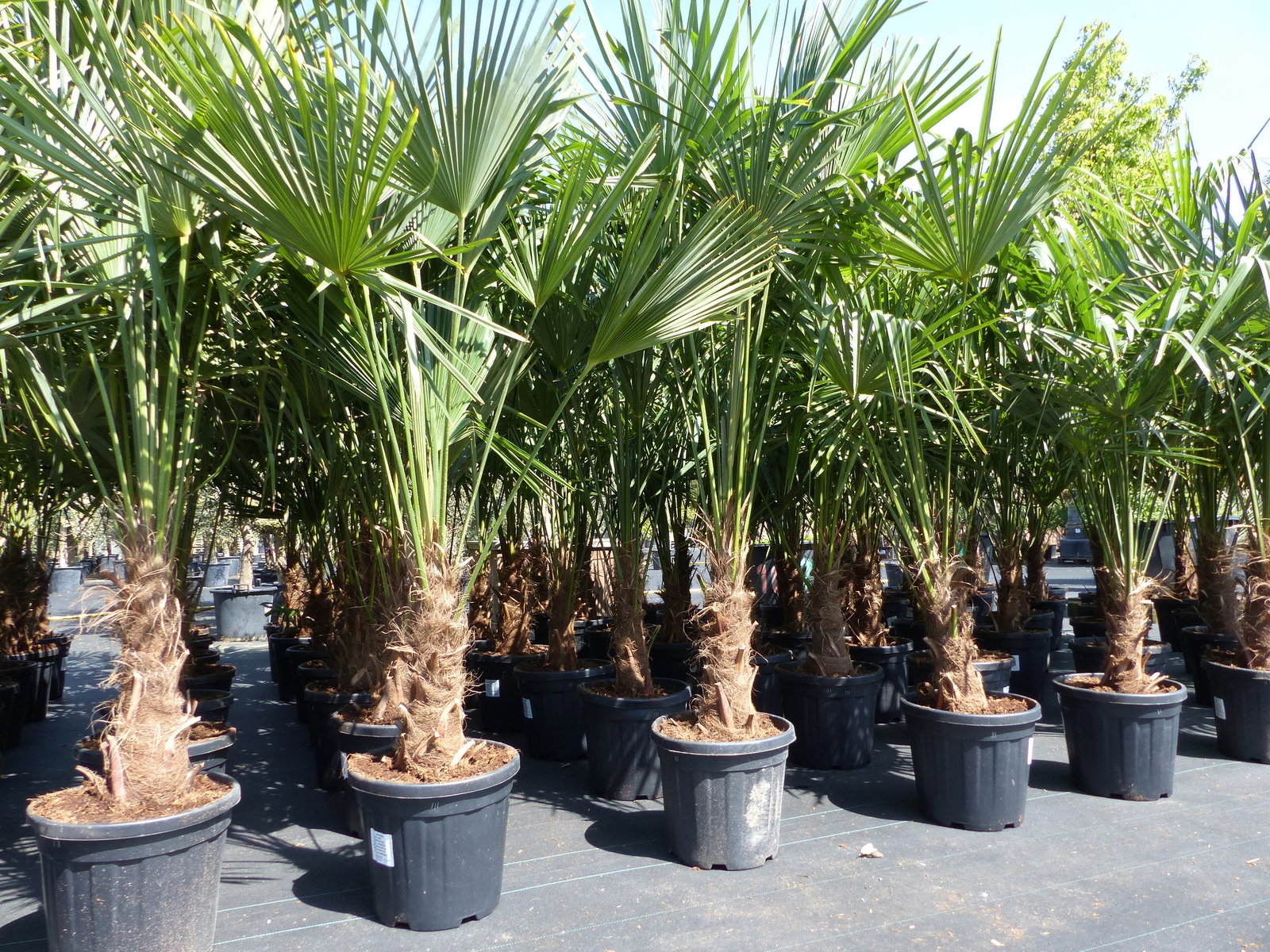 3 Stück XXL Palme winterhart 190 - 220 cm Trachycarpus fortunei, Hanfpalme, Top-Qualität