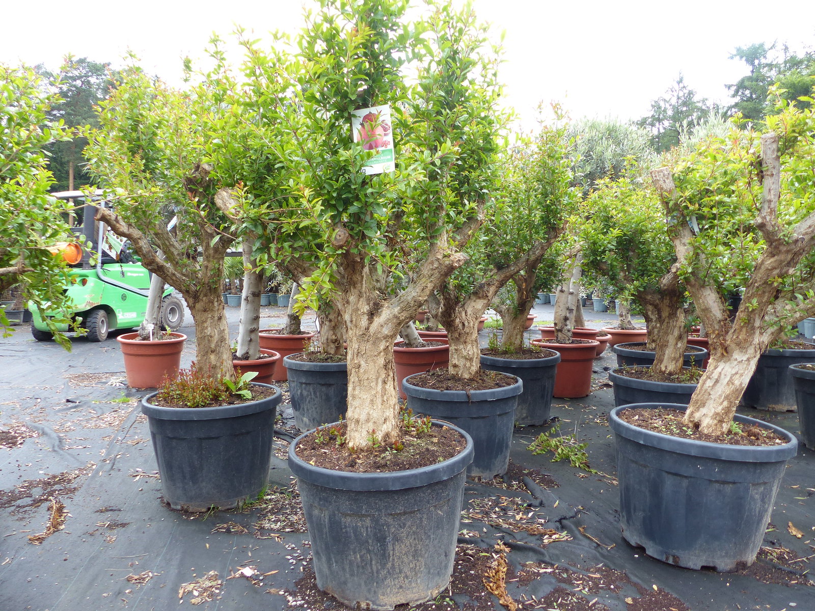 Punica Granatum 160 - 190 cm, uriger, alter & knorriger Granatapfelbaum | Stamm Ø 40-50