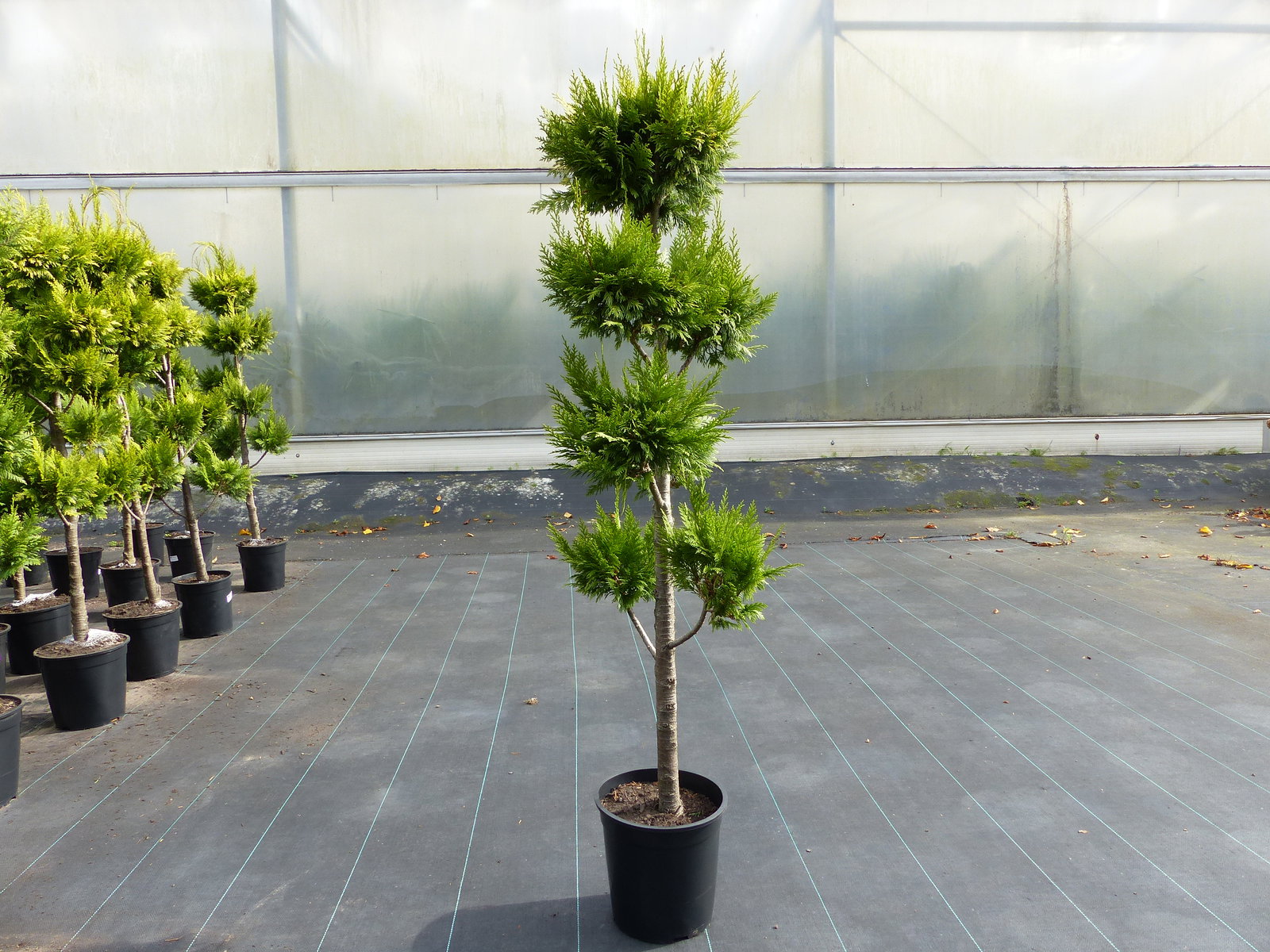Pon Pon Zypresse Ivonne 150 - 180 cm Formgehölz Chamaecyparis lawsoniana