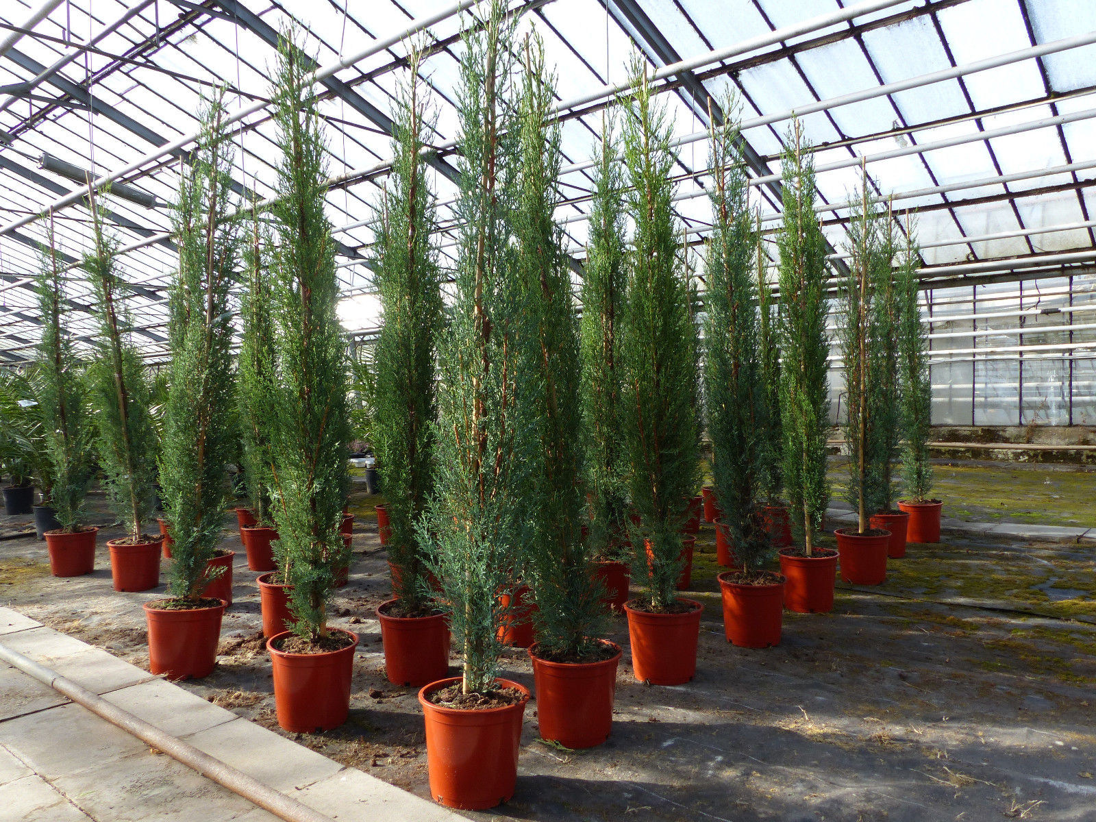 3x Mittelmeerzypresse 140-160 cm Säulen Toskana Zypressen Zypresse Cupressus Semper