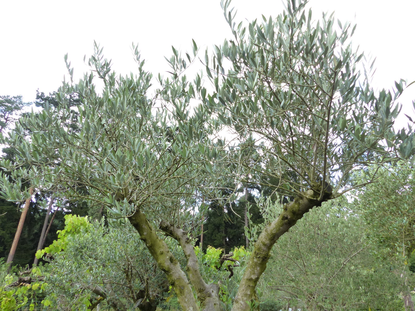exakt dieser Baum Nr. B13 , 240 cm, Olivenbaum 'Angebot' verzweigte Olive winterhart