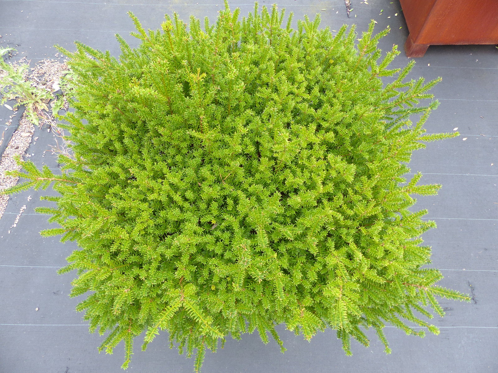 Taxus Baccata Eibe 110 cm kräftiger Busch, winterhart und robust