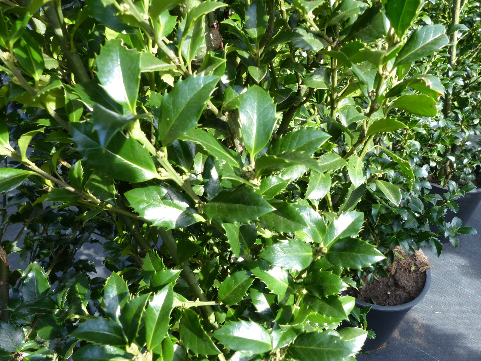 Ilex meserveae Blue Prince 170–195 cm blaue Stechpalme Hecke