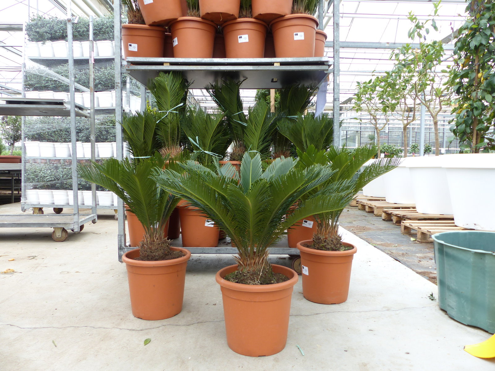 XL Premium Palmfarn 70 - 90 cm Cycas Revoluta Sagopalme Palme, innen + außen