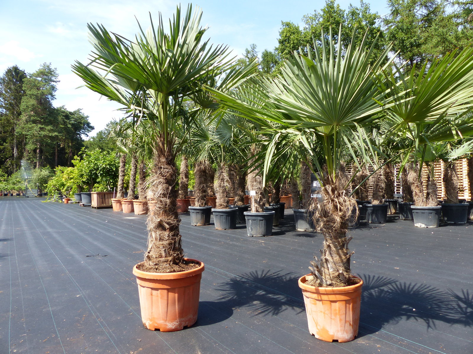 2 Stück im Palmenset Trachycarpus fortunei dicke Stämme 200 cm Hanfpalme, winterharte Palme bis -18°C