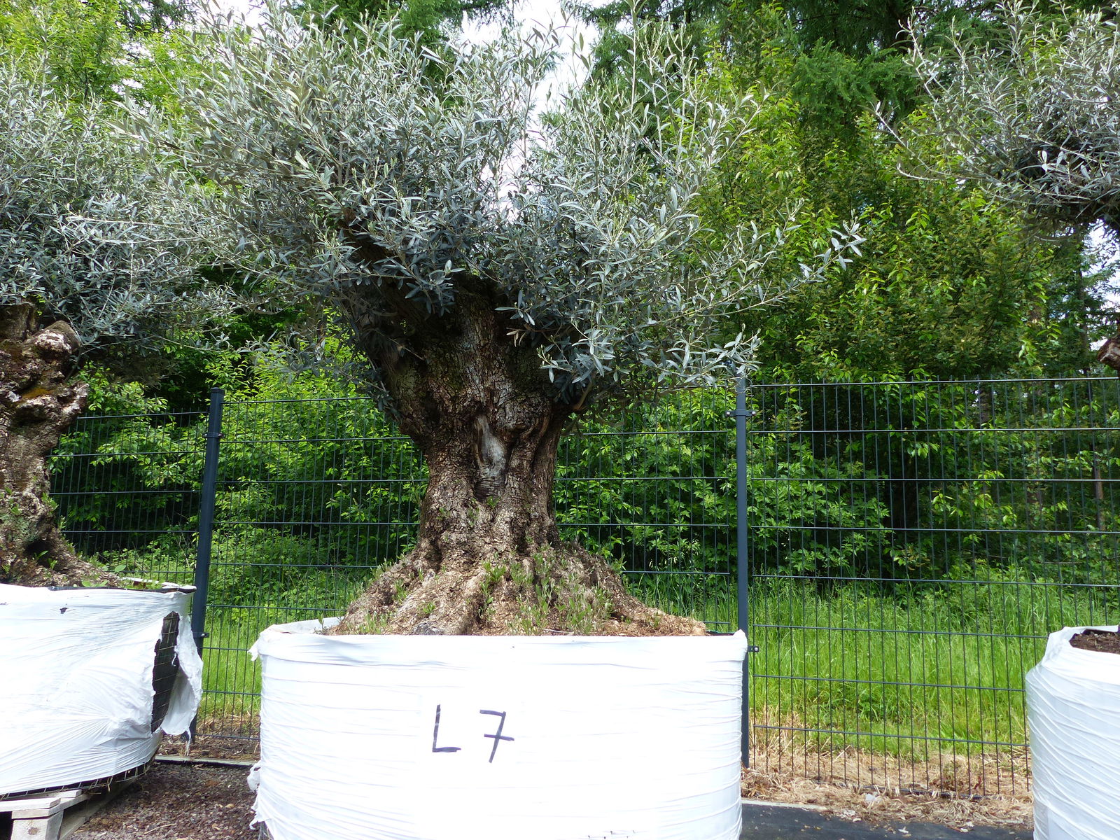 genau dieser Baum L7 Olivenbaum 245 cm, knorrige alte urige Olive winterhart