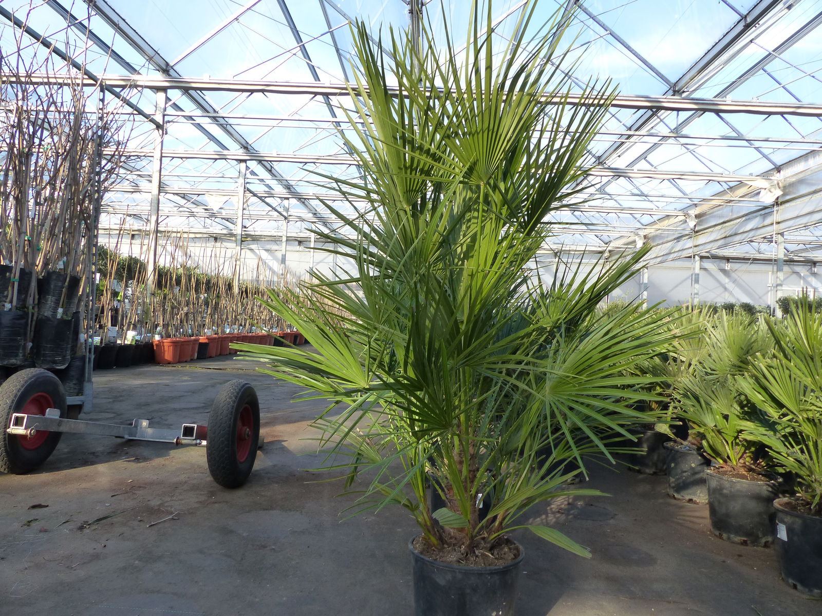 Palme130-140 cm Zwergpalme Chamaerops Humilis, winterhart bis -12°C