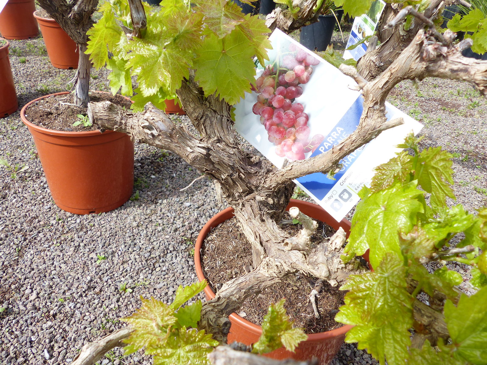 Vitis Vinifera kernlos rote & helle Trauben Weinstock, knorrige Weinrebe, Weintraube