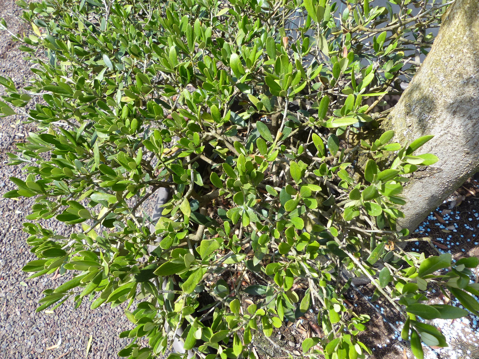 Olivenbaum Olea Europaea als Pon Pon Angebot 130 - 180 cm Bonsai Formgehölz Gartenbonsai Formschnitt winterhart