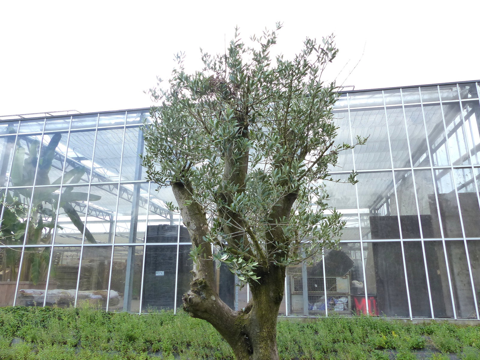 exakt dieser Baum Nr. A , 240 cm, Olivenbaum 'Angebot' verzweigte Olive winterhart