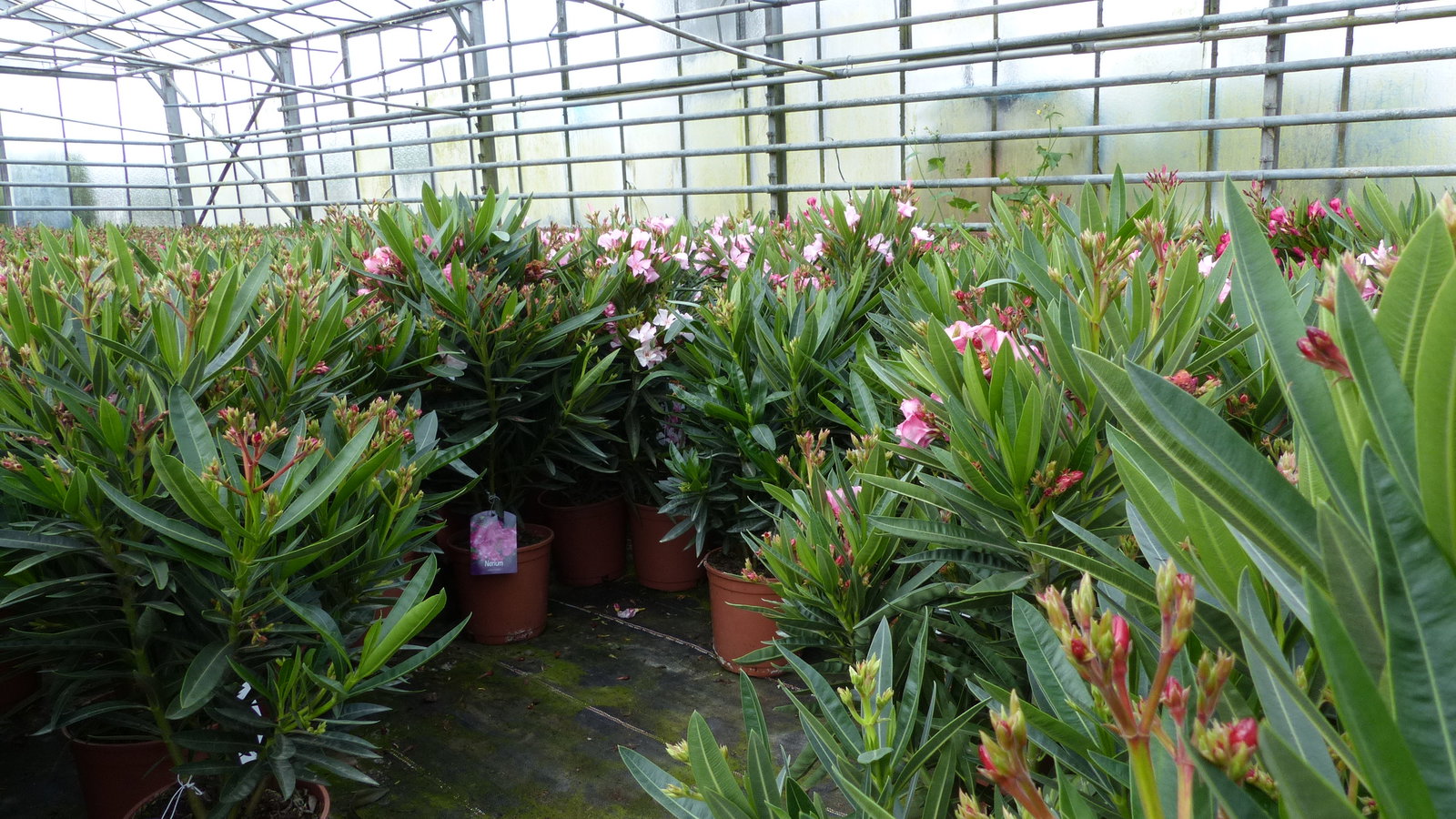 Oleander Busch 65 cm Nerium Rosenlorbeer Premium rot oder rosa