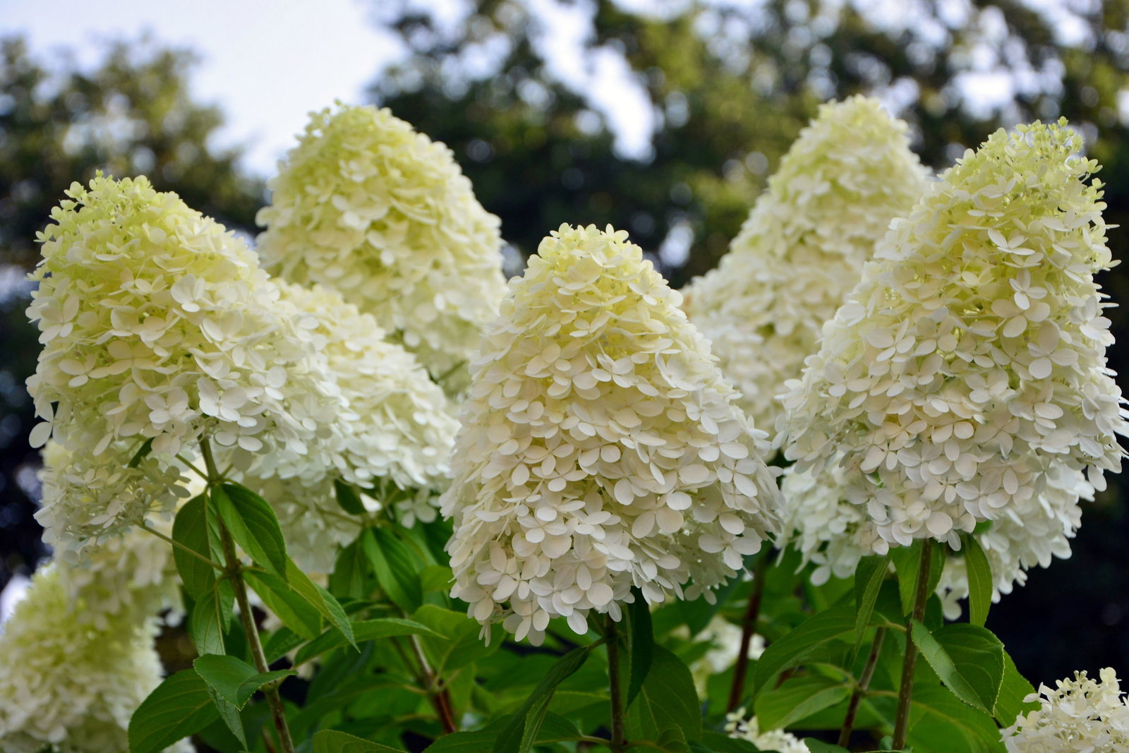 Hortensie Rispenhortensie 70 cm Limelight weiß Hydrangea Paniculata winterhart