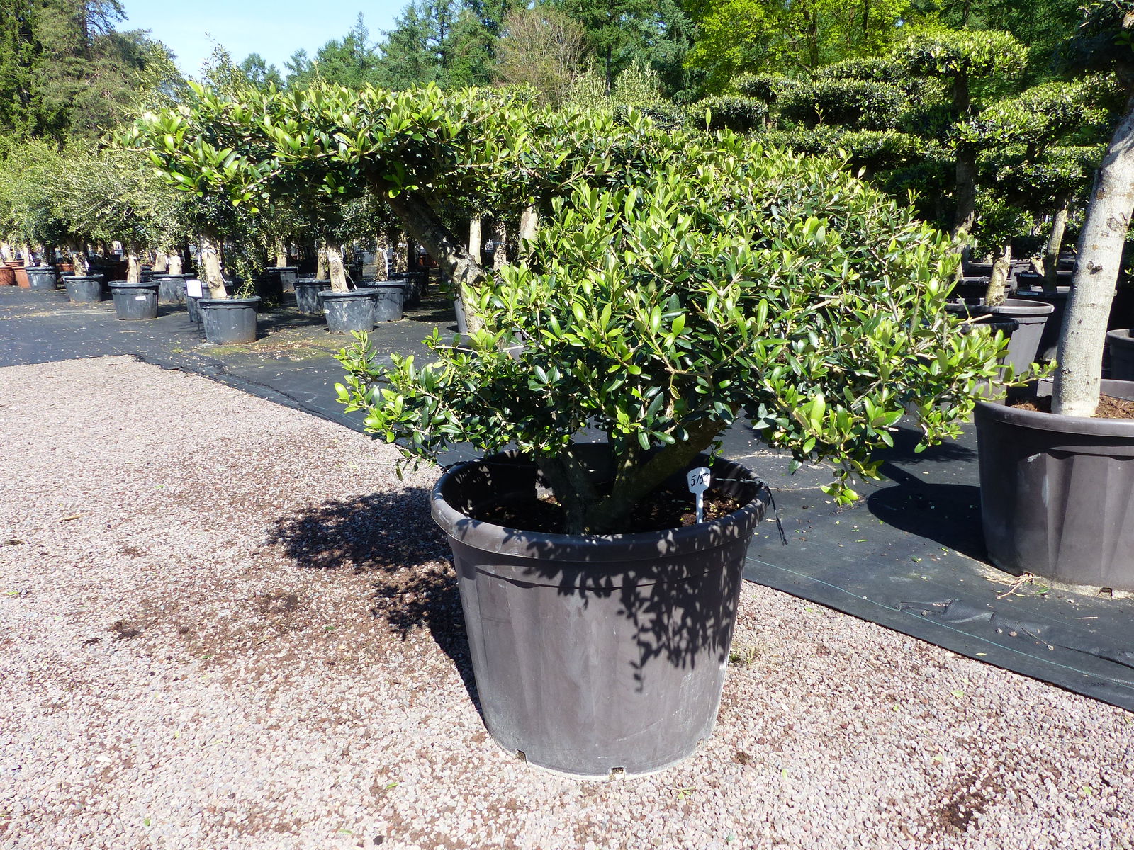 Olivenbaum Pon Pon 120/125 cm Bonsai Formgehölz Gartenbonsai Formschnitt winterhart