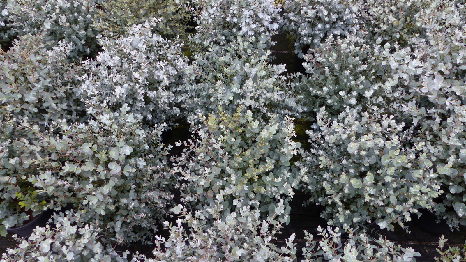Eucalyptus Gunni Gunnii Busch Kugel Eukalyptusbaum, Höhe 35 - 40cm Pflanze winterhart