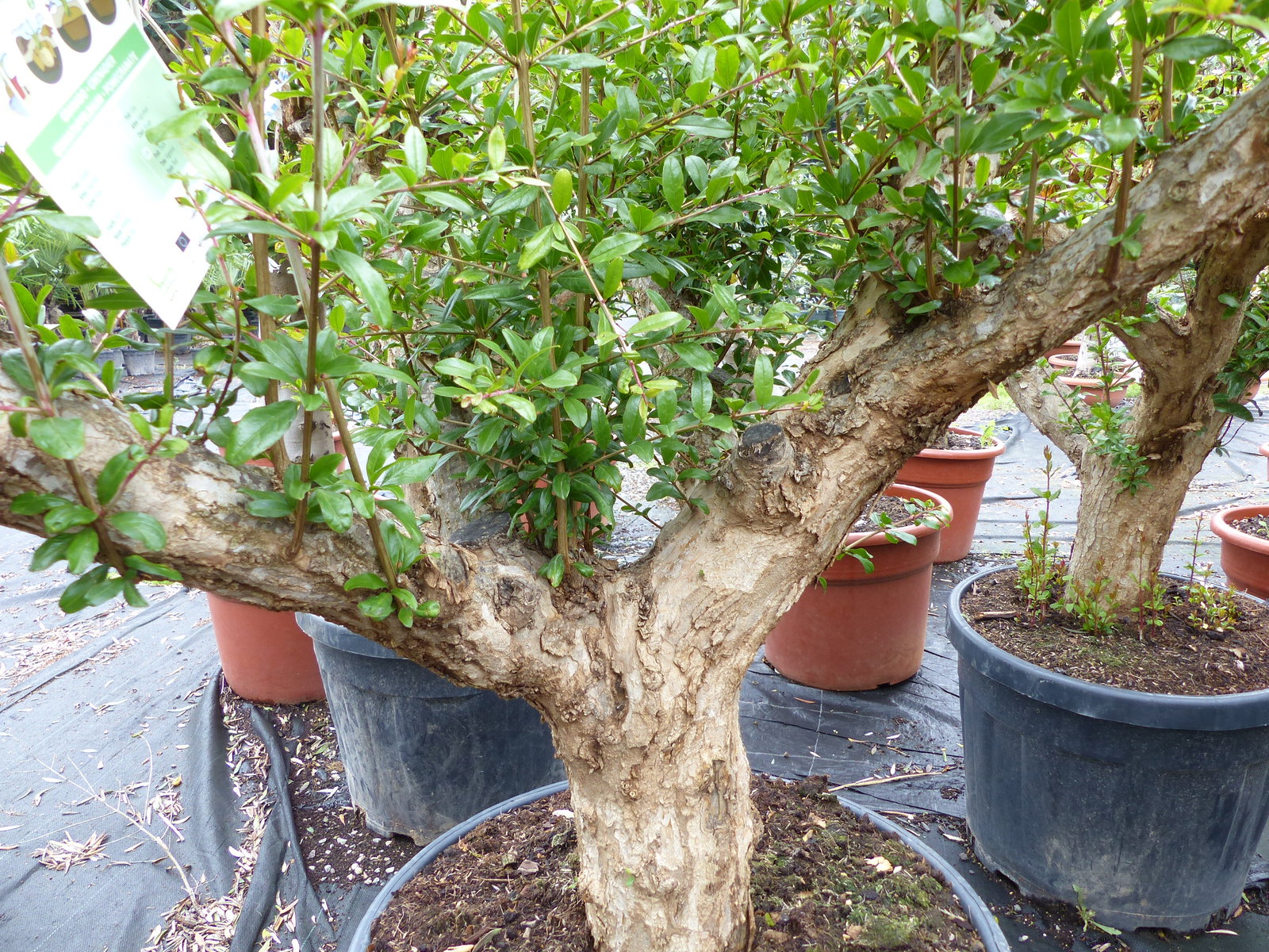 Punica Granatum 160 - 190 cm, uriger, alter & knorriger Granatapfelbaum | Stamm Ø 40-50