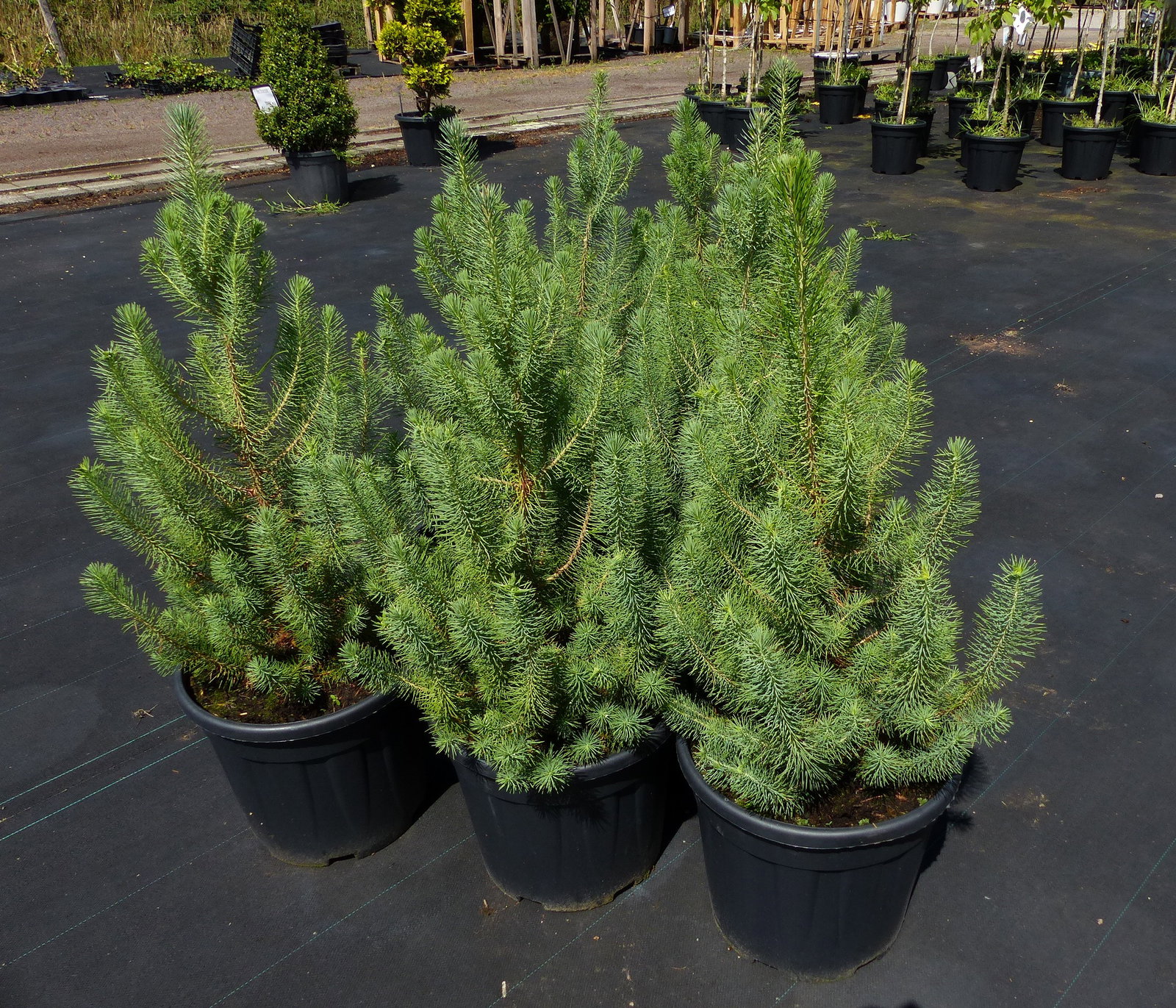 Pinus Pinea Mittelmeerkiefer 100 cm Pinie Kiefer winterhart