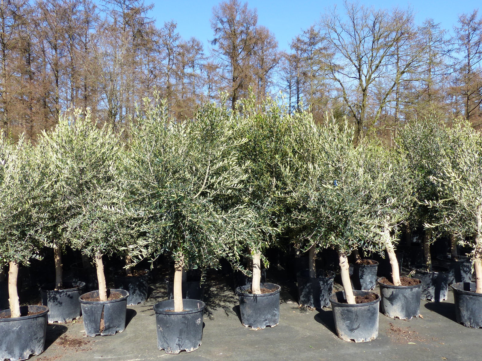 3x Olivenbaum Olive "20 Jahre" 180 - 220 cm, beste Qualität, Stammumfang 20 - 30 cm, winterhart, Olea Europaea