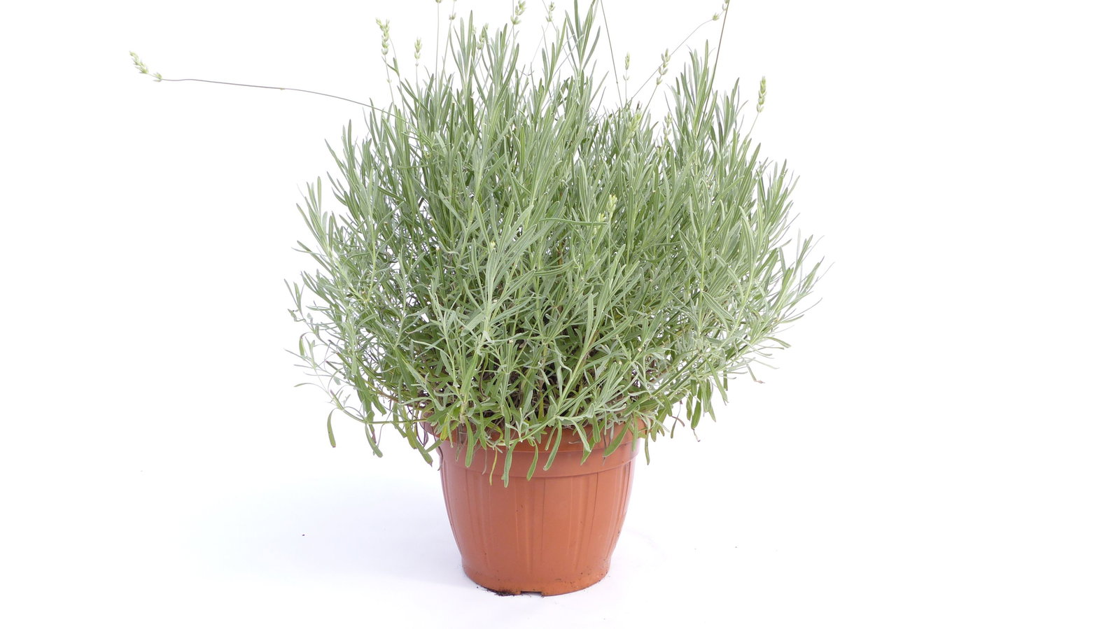 echter Lavendel XL BUSCH Ø 40cm, Höhe 40 cm, Lavandula Angustifolia Kräuter Pflanze Kräuterküche