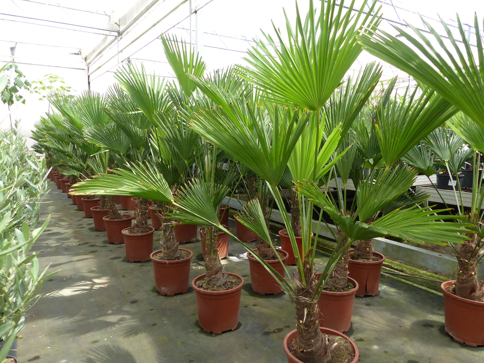 Palme winterhart 150 - 180 cm Trachycarpus Wagnerianus Wagner Hanfpalme, Top-Qualität