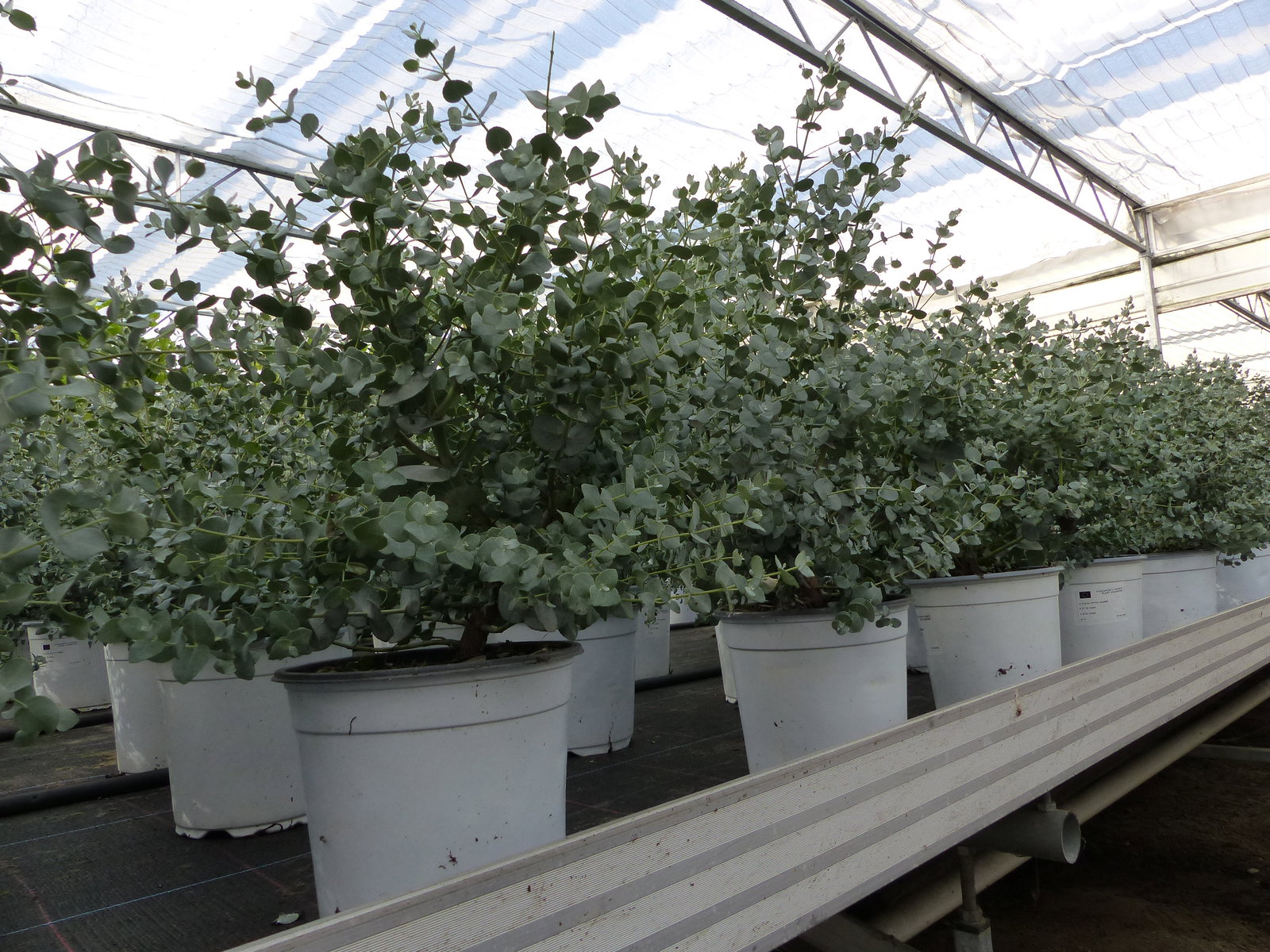 2x XL Eucalyptus Gunni Gunnii Busch Eukalyptusbaum 35- 50 cm, Pflanze winterhart