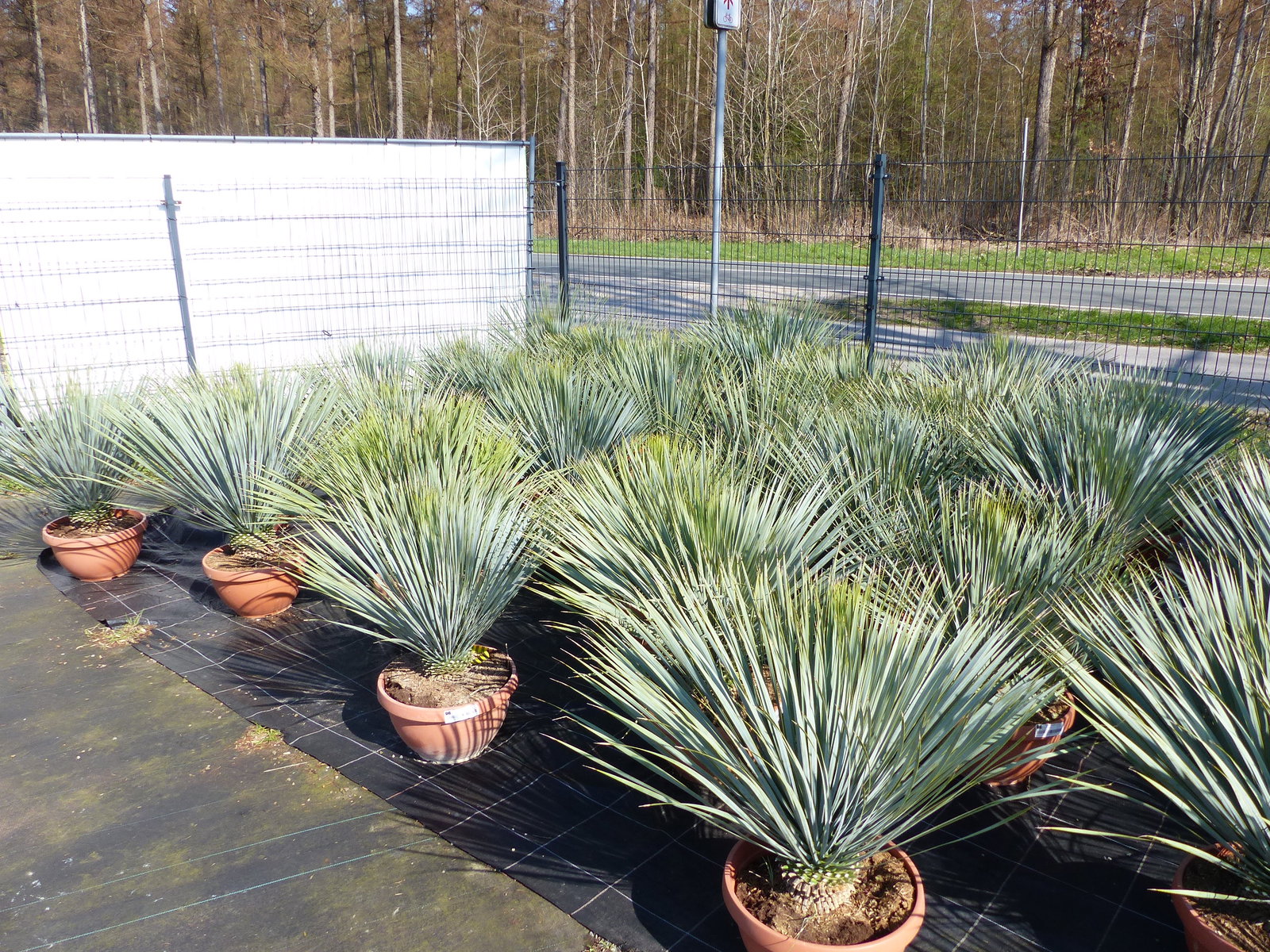 Yucca Rostrata 80 - 100 cm in Bonsai Schale | winterhart | Ø Krone 70 - 100 cm