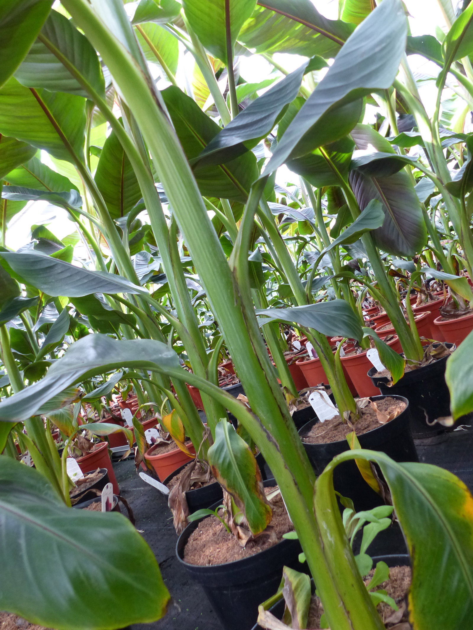 Bananenstaude Banane Musa Sikkimensis Red Tiger Banane 140 - 170 cm  winterhart Staude