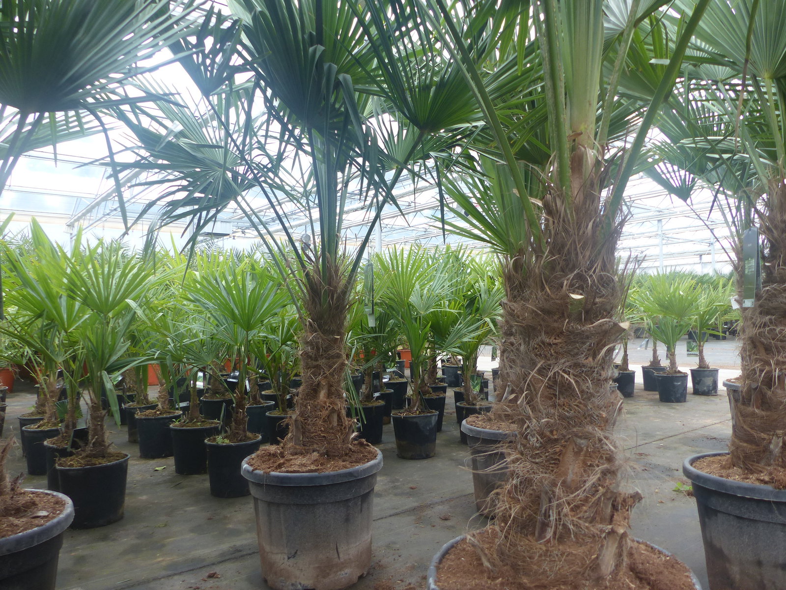 3 Stück im Palmenset Trachycarpus fortunei dicke Stämme 200 cm Hanfpalme, winterharte Palme bis -18°C