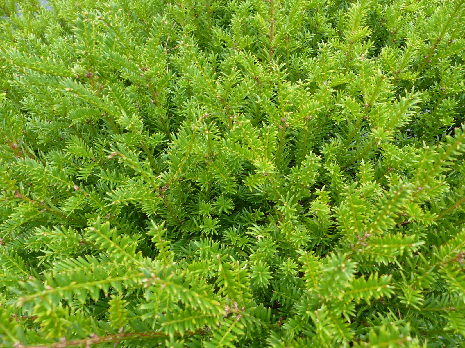 Taxus Baccata Eibe 110 cm kräftiger Busch, winterhart und robust