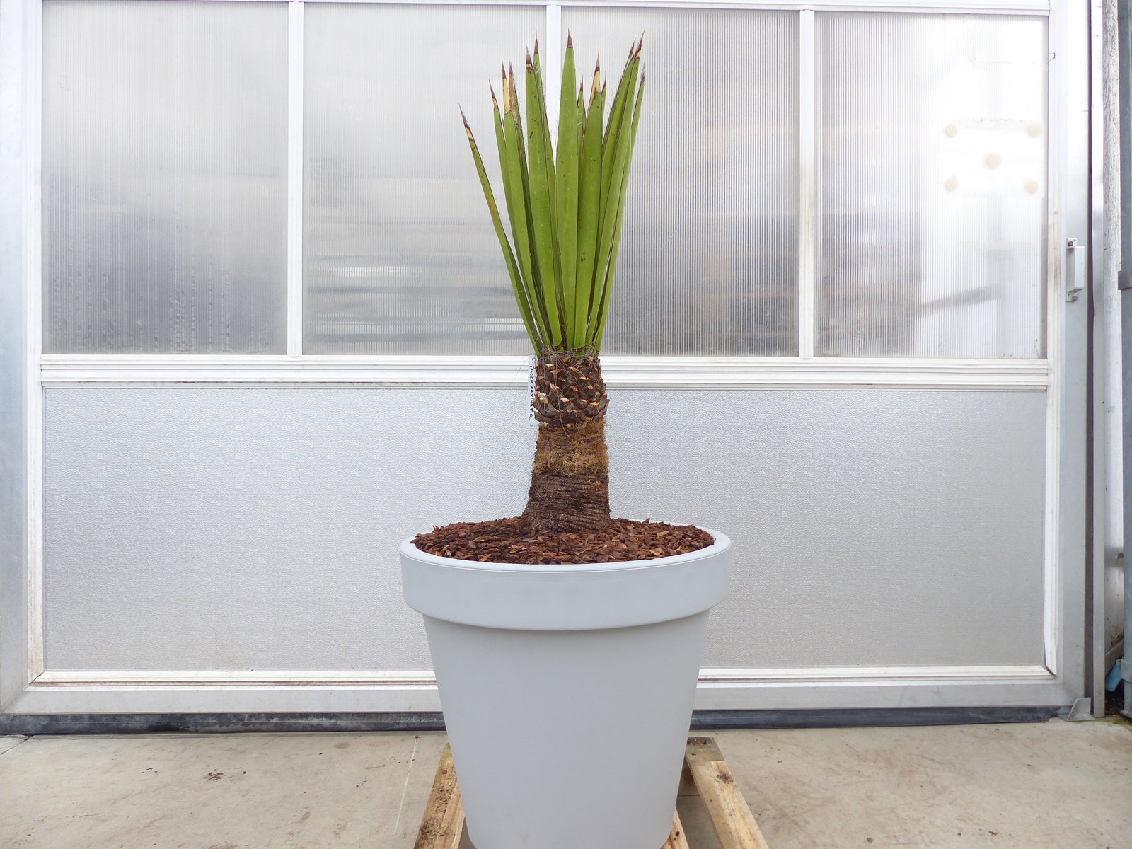 Yucca Faxoniana, 140 cm, Stamm 30 cm, Faxon Yucca, Palmilla, winterhart -20C
