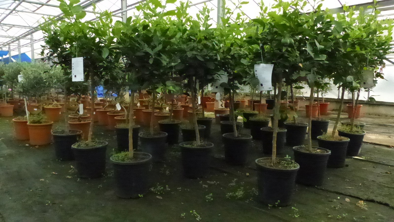 Grünwaren: Limette Limettenbaum "Aurantifolia" Citrus Lime 120 - 150 cm Zitruspflanze
