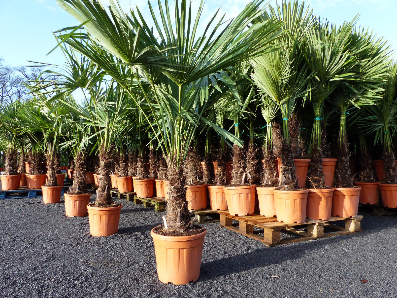 XXL Palme winterhart 180 cm Trachycarpus fortunei, Hanfpalme, Top-Qualität