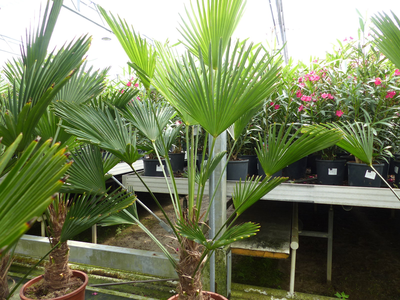 Palme winterhart 150 - 180 cm Trachycarpus Wagnerianus Wagner Hanfpalme, Top-Qualität