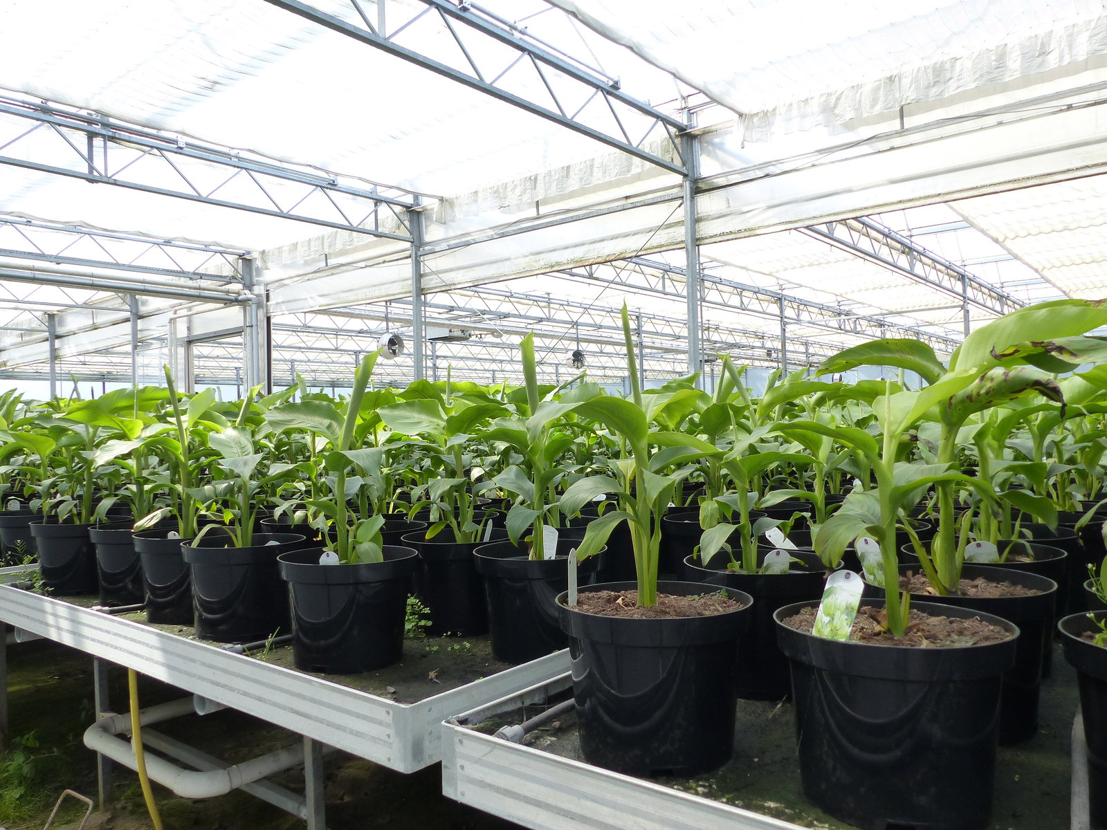 2 Stück Bananenstaude Musa Basjoo 60 - 80 cm winterhart Staude japanische Faserbanane
