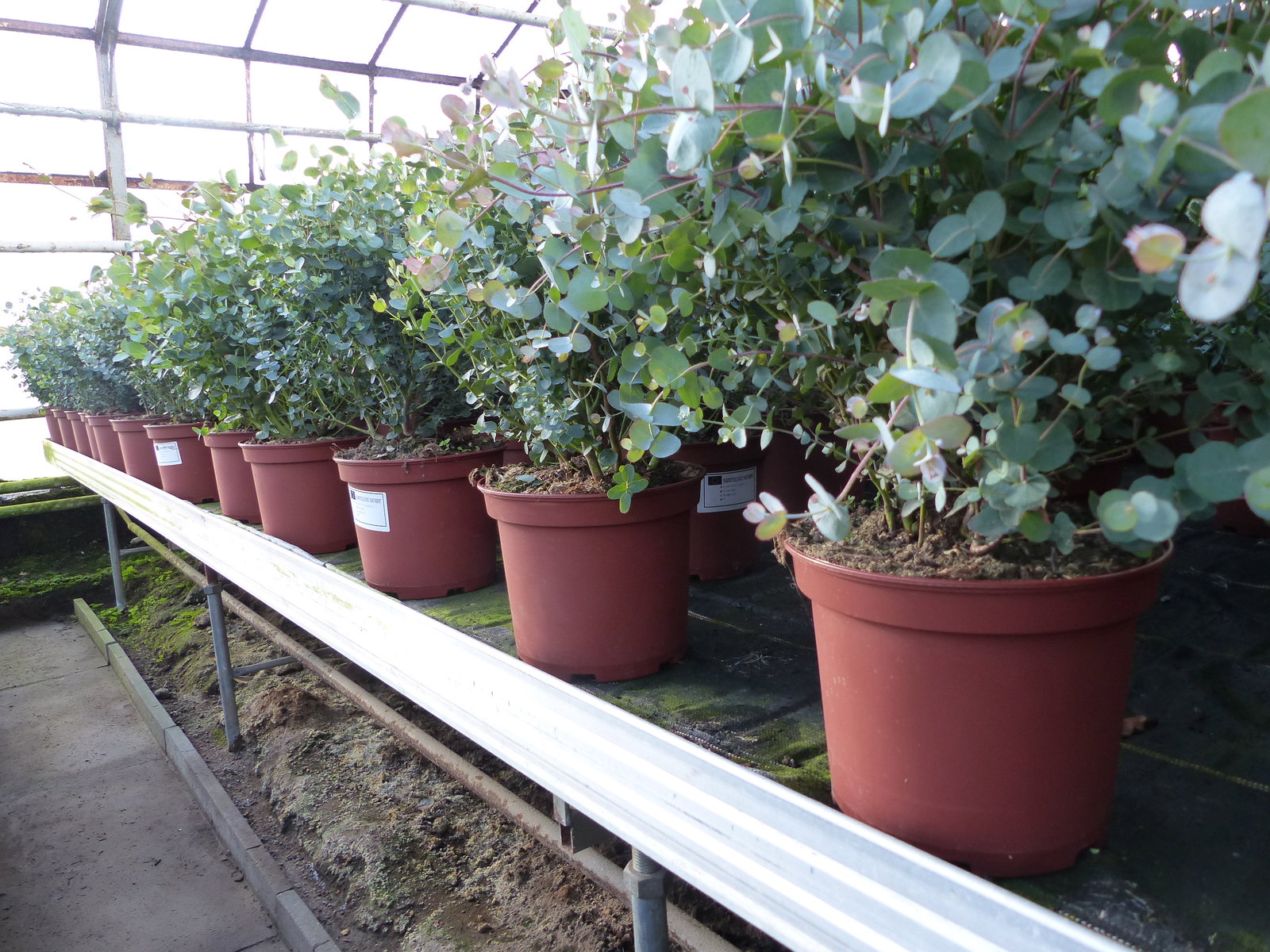 2x XXL Eucalyptus Busch Eukalyptusbaum 40 - 60 cm, Pflanze winterhart