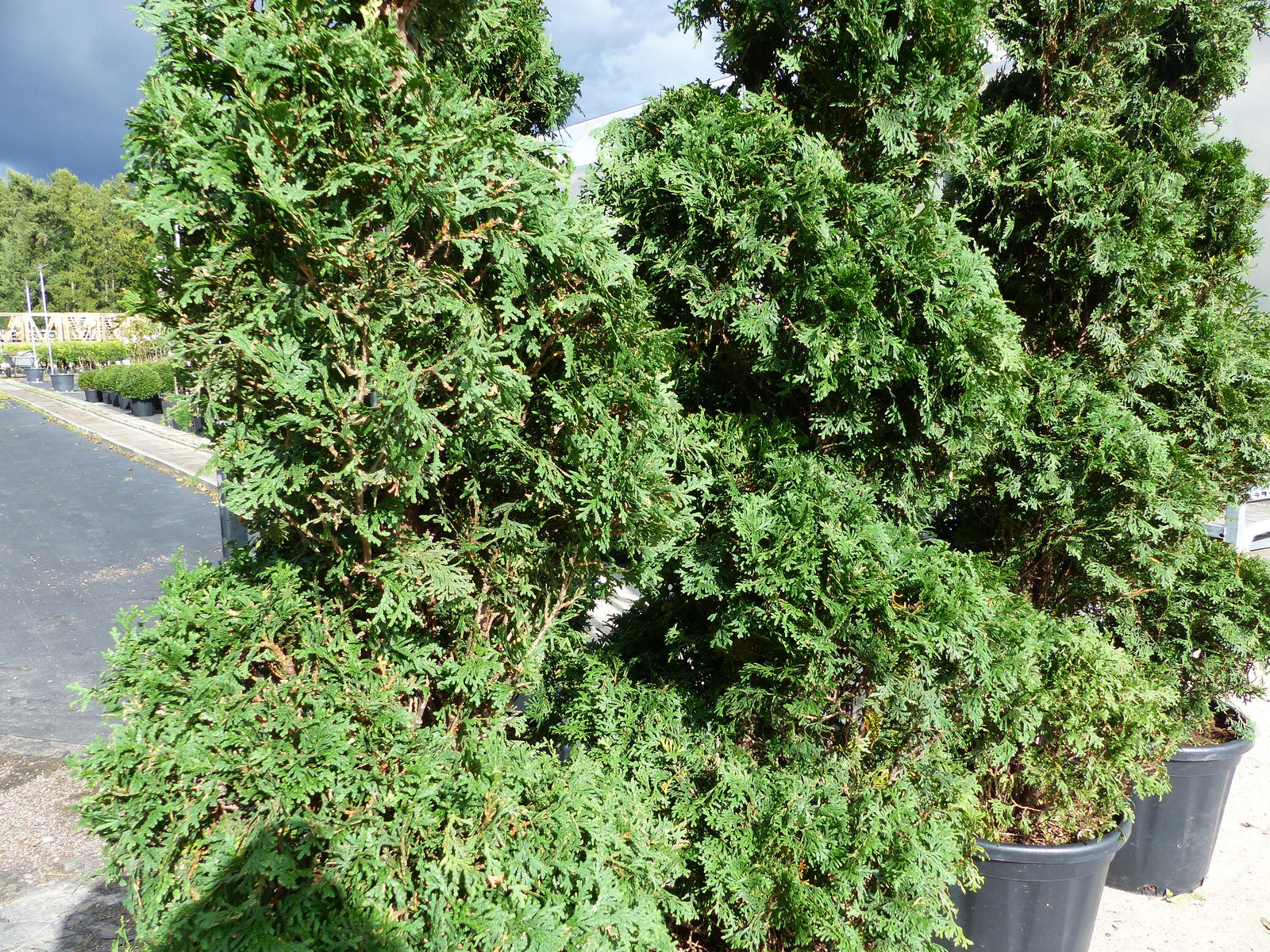 Thuja occ. "Columna" Spirale 180 cm Heckenpflanze Hecke Gartenbonsai Formgehölz