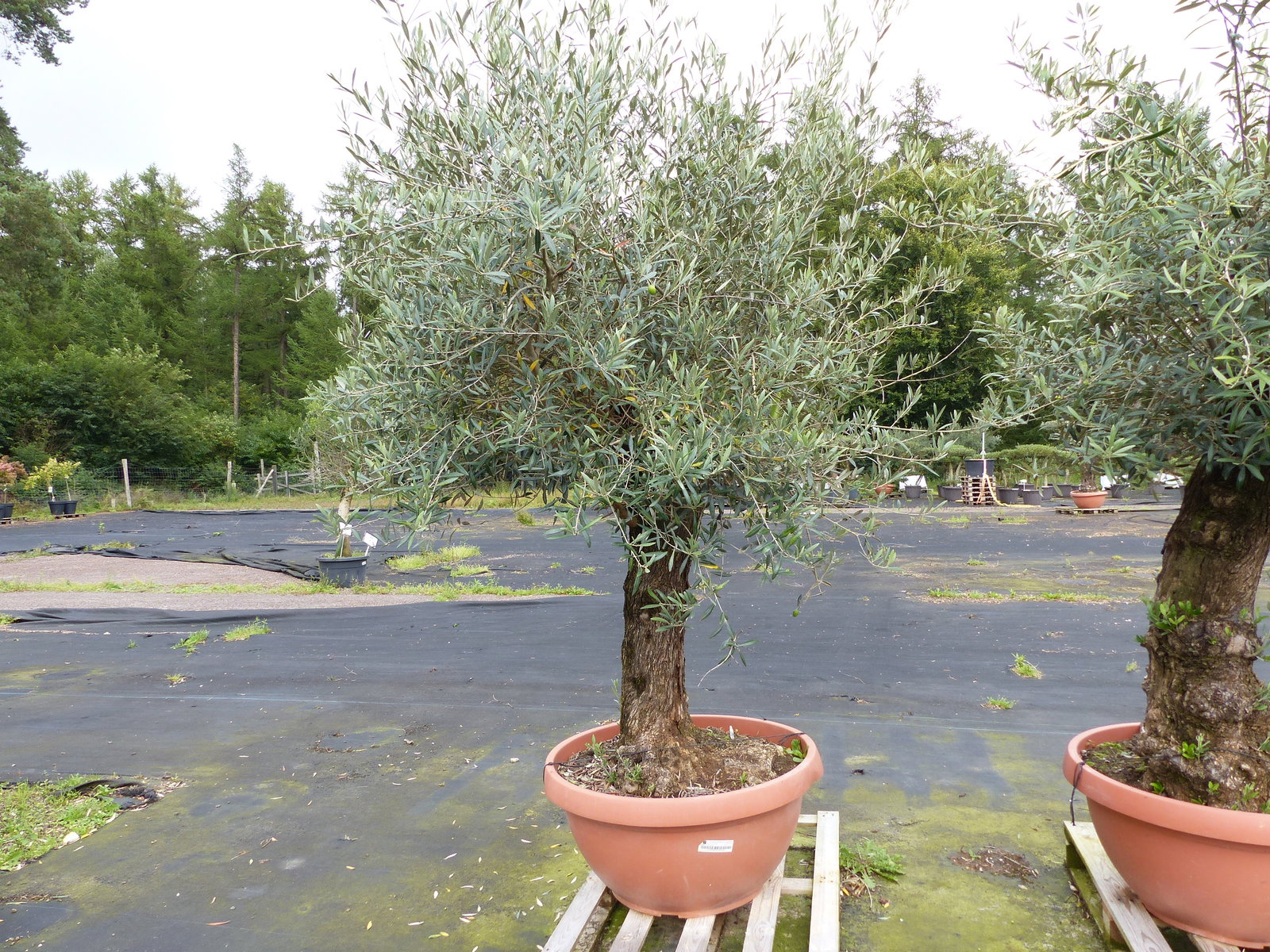 genau dieser Olivenbaum verzweigt Hojiblanca 280 cm winterharte Olive, Olea europaea