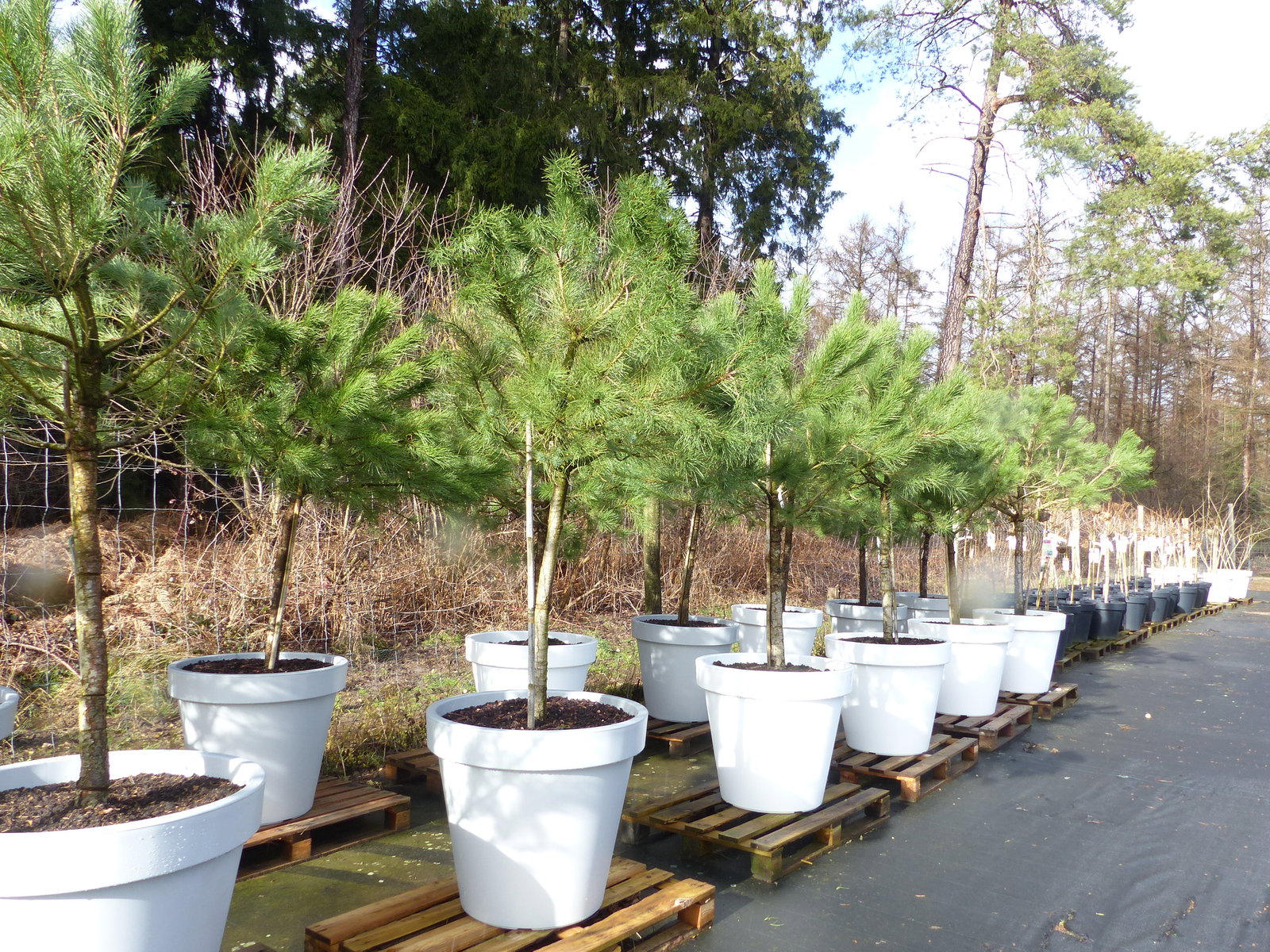 Pinus Pinea Mittelmeerkiefer 250 cm inkl. Pflanzkübel Ø80cm Pinie Kiefer Stamm Premium XL Stamm, winterhart